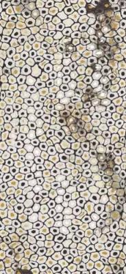 The Room JAGUAR6 260LP 120x260