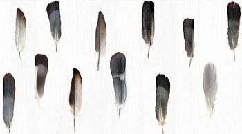 Pluma 50x100