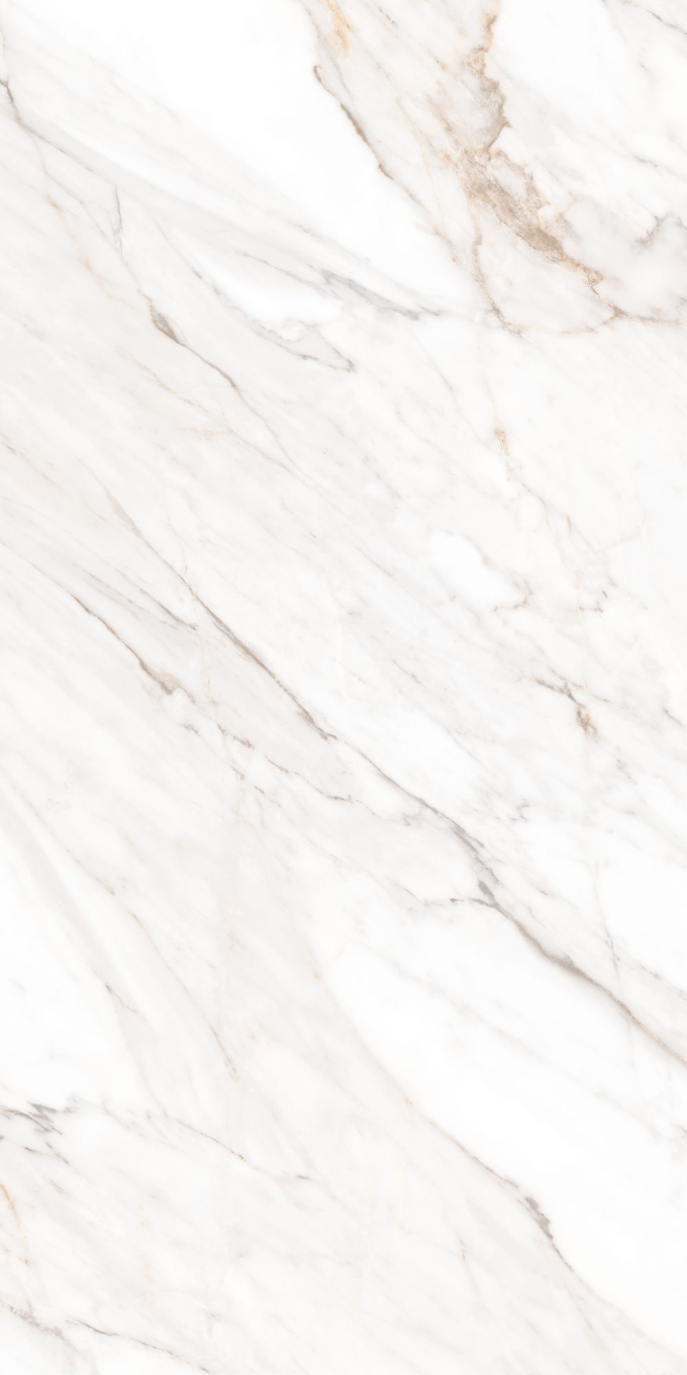 Calacatta Gold Satin 60x120